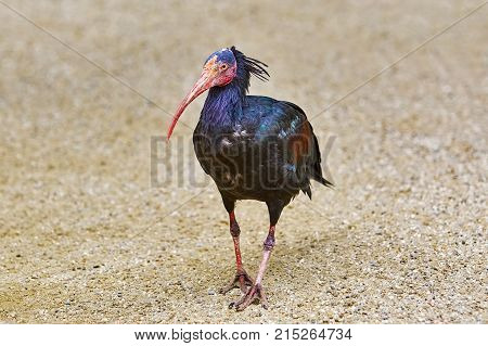 Northern Bald Ibis