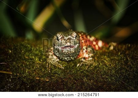 Chinese Crocodile Lizard (shinisaurus Crocodilurus)