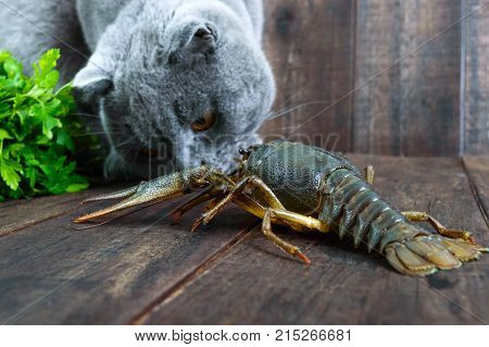 The large crayfish retreats on the wooden table the gray cat carefully looks at it wants to eat prey.