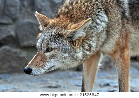 Coyote