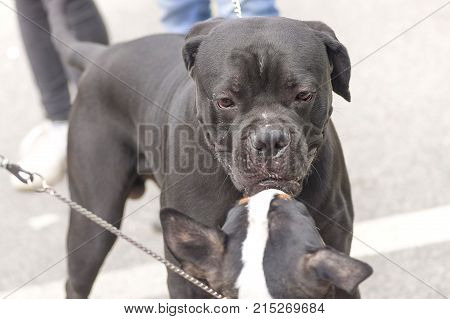 acquaintance of two dogs close-up. Concept: friend, dobrata, power, love, loyalty, protection, care. Space under the text. 2018 year of the dog in the eastern calendar
