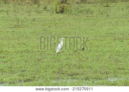 Tall White Bird In Grass Wetland