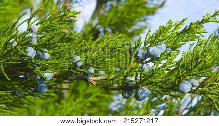 Blue juniper berries on a branch close up