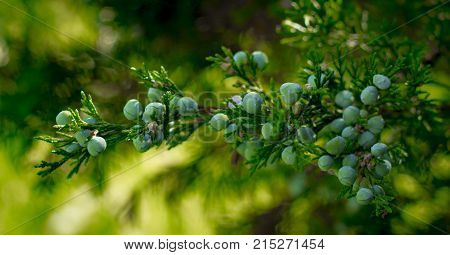 Blue juniper berries on a branch close up.