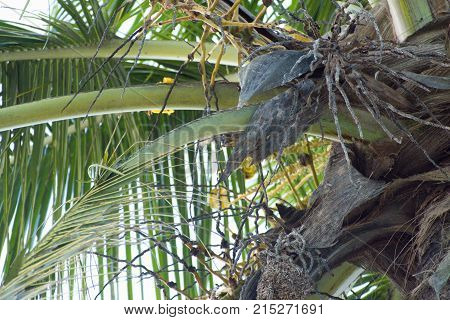 Small Yellow Bird Nesting On A Palm Tree
