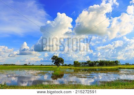 Beautiful atmosphere of rice field in Thailand.