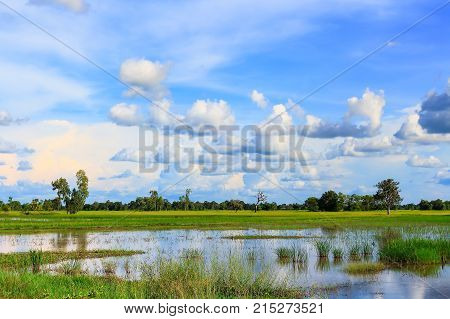 Beautiful atmosphere of rice field in Thailand.