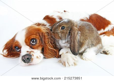 Dog and rabbit together. Animal friends. Rabbit bunny pet white fox rex satin real live lop widder nhd german dwarf dutch with cavalier king charles spaniel dog. Animals together. Christmas Valentines day pet concept. Cute.