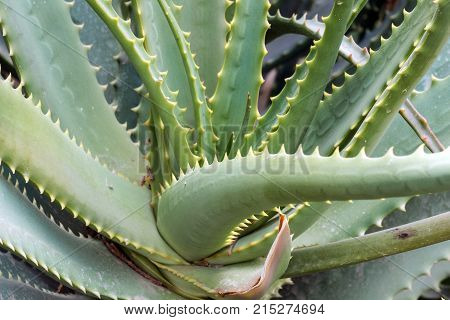 Very old and large leaves of aloe (Aloe vera)