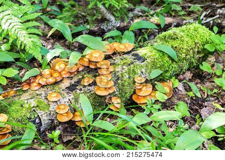 Wild yellow mushrooms growing on the old birch in the forest