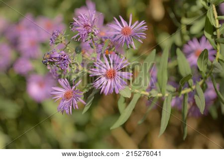 purple flower in nature . In the park in nature