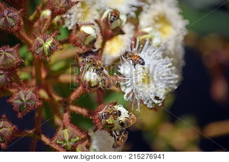 Honey bees swarming on opening flower buds of Angophora hispida (Dwarf Apple tree) in the Royal National Park, NSW, Australia