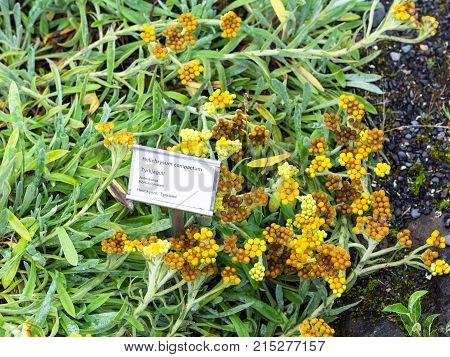 Helichrysum Compactum ( Everlasting Flower) Plant