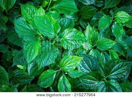 green leaves background from top view, Piper sarmentosum or Wildbetal leafbush Thai herb