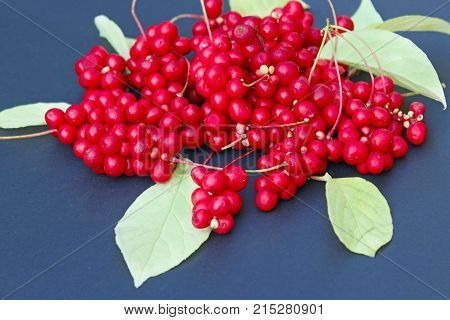 branch of red ripe schisandra with leaves lay on the dark blue background