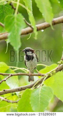 Bird (house Sparrow) On Tree In A Nature Wild