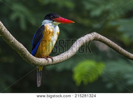 Black-capped Kingfisher Halcyon pileata Beautiful Birds of Thailand