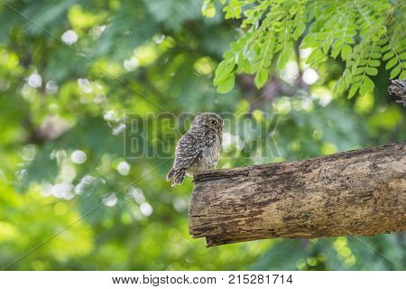 Bird (house Sparrow) On Tree In A Nature Wild