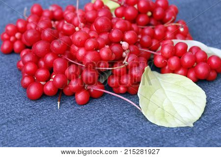 ftuits of red ripe schisandra with leaves lay on the dark blue background