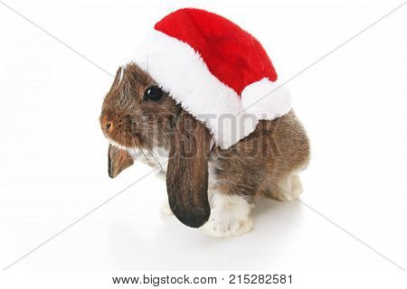 Christmas rabbit. Celebrate holiday with Christmas bunny. Rabbit waering Santa Claus hat. Isolated white studio background.