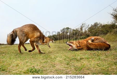 Two red foxes attacking each other and fighting over a territory trying to bite.