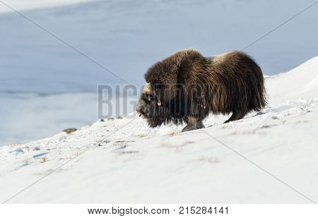 Male musk ox standing in the mountains of Dovrefjell in tough winter conditions in Norway