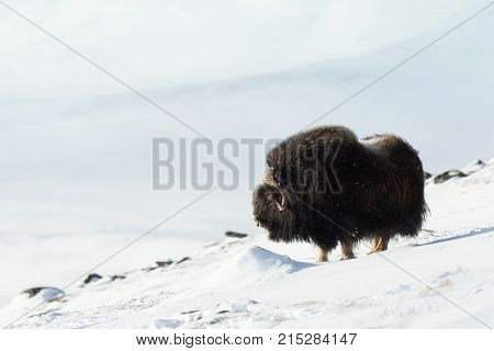Male musk ox standing in the mountains of Dovrefjell in tough winter conditions in Norway