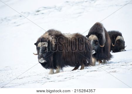 A group of male musk ox in the mountains in winter, Norway.