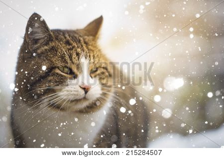 a cat's face with a background out of focus and sunlight with a pawing snow