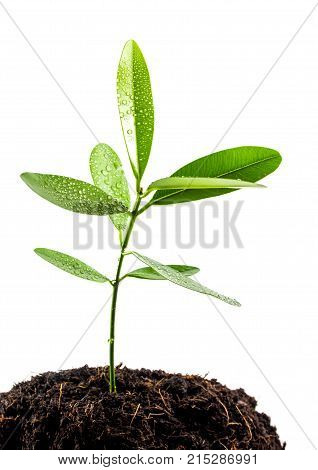 Freshness Leaves Of Alexandrian Laurel Young Plant