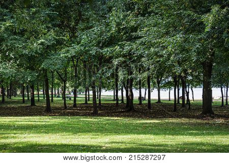 Environment of public parkland surrounded by green tree and covered by grass in summer season.
