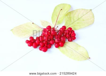 branch of red ripe schisandra on the white