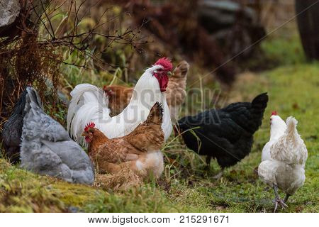 A roster with several hens looking for food outside