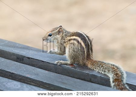 Young Attentive Squirrel Ahungalla Sri Lanka Asia