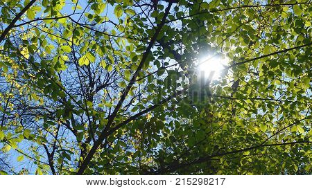 The sun's rays shine through the green leaves of the tall trees on a spring day