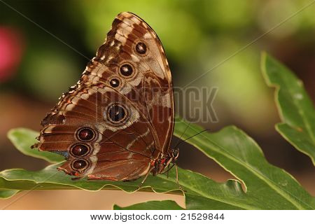 Butterfly With False Eyes