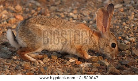 A Desert Cottontail Looking For Food