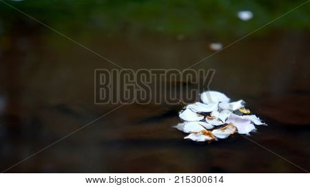 The flower leafs swim in the water