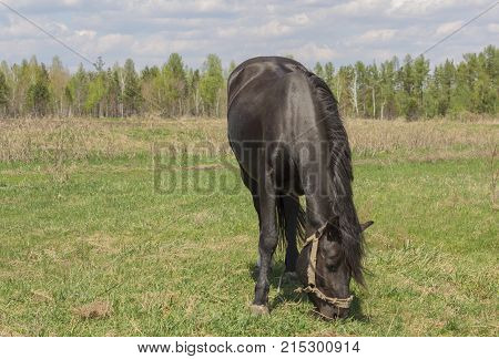 Portrait Of A Black Horse On A Background Of Green Grass