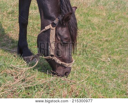 Portrait Of A Black Horse On A Background Of Green Grass