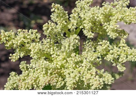 White Lilacs Macro Spring Flower Syringe Vulgaris