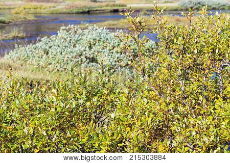 Green Riverbank Of Oxara River In Thingvellir