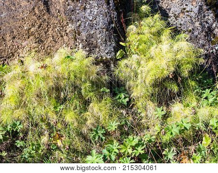 Green Wall Of Almannagja Fault In Thingvellir