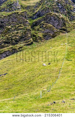 Mountain Slope With Icelandic Sheep In Iceland