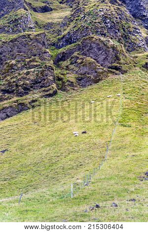 Icelandic Sheep On Mountain Field In Iceland