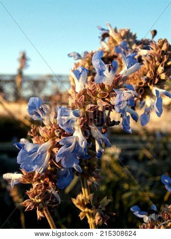 Sweet little blue flowers with a blue sky