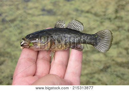 Summer fishing on the lake, Perccottus glenii