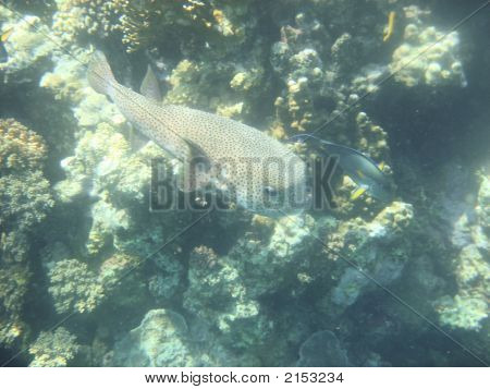 Angelfish