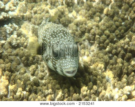 Angelfish