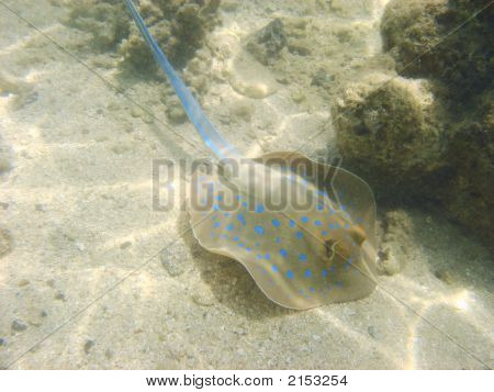 Bull Ray